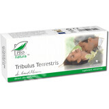 Tribulus terrestris, 30 capsule, Pro Natura