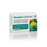 Rhodiola-Intercell Extracto de Rhodiola rosea 60 cápsulas INTERCELL