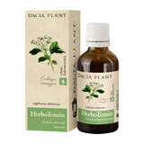 Tintura HerboTensin (regolatore di tensione), 50 ml, pianta di Dacia