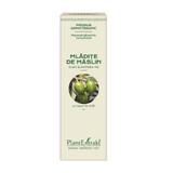 Germogli di olivo, 15 ml, Estratto vegetale