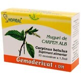 Germogli di Carpen Gemoderivat bianco, 30 monozodi, Hofigal