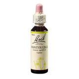 Honeysuckle Original Bach Floral Remedy gocce di caprifoglio, 20 ml, Rescue Remedy