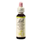 Chestnut Bud Original Bach Floral Remedy Drops Wild Chestnut Bud, 20 ml, Rescue Remedy