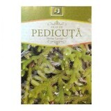 Tè Pedicuta, 50 g, Stef Mar Valcea