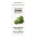 Cedarwood bud extract, 50 ml, Plant Extrakt