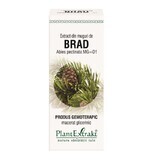 Auszug aus Brad-Knospen, 50 ml, Pflanzenextrakt