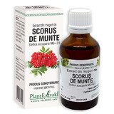 Scorus bud extract, 50 ml, Plant Extrakt