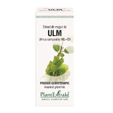 Ulm bud extract, 50 ml, Plant Extrakt