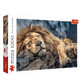 Puzzle del leone addormentato, 1000 pezzi, Trefl
