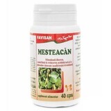 Mesteacan, 40 capsules, Favisan