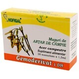 Gemmoderivat Plain Maple Buds, 30 dosi, Hofigal