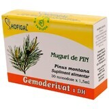 Pine buds Gemoderivat, 30 single doses, Hofigal