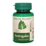 Astragalus, 60 tablets, Dacia Plant