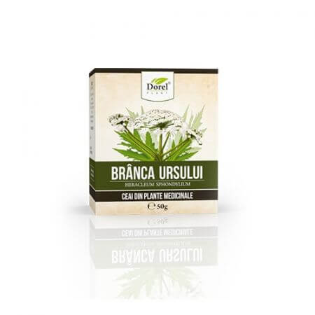 Tè Brânca ursului, 50 g, pianta di Dorel