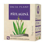 Infuso di piantaggine, 50 g, pianta di Dacia