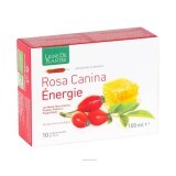 Rosa canina énergie BIO Ligne De Plantes® 10 Ampolle