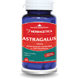 Astragalus 500 mg, 60 capsule, Herbagetica 